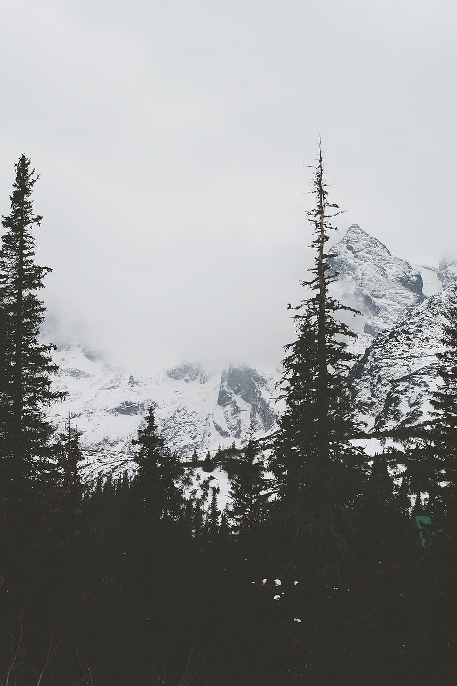 tree, nature, forest, wilderness, mountain, snow, winter, cloud HD wallpaper