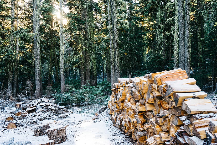 Brown Firewood Under Trees, forest, snow, stack, stacked, timber HD wallpaper