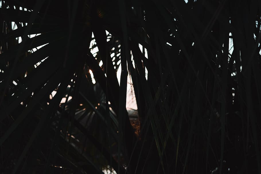 light, flare, tree, plant, sunlight, palm tree, nature, outdoors HD wallpaper