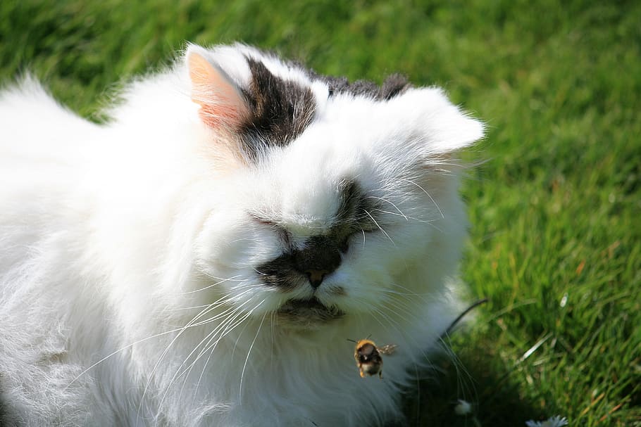 persian, cat, bee, garden, grass, patches, mammal, pets, animal themes HD wallpaper