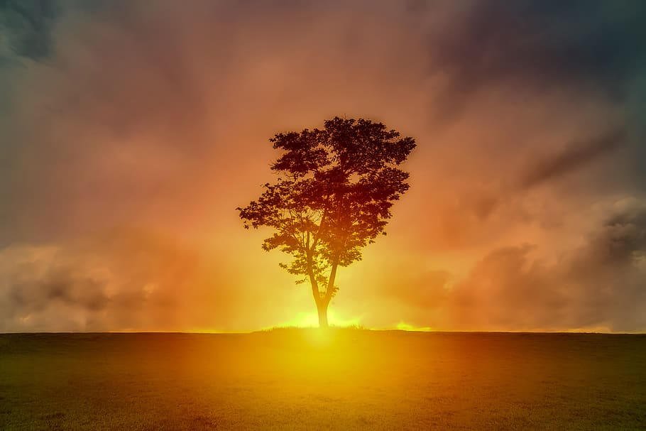 tree, landscape, sky, clouds, sunrise, sunset, beautiful, nature HD wallpaper
