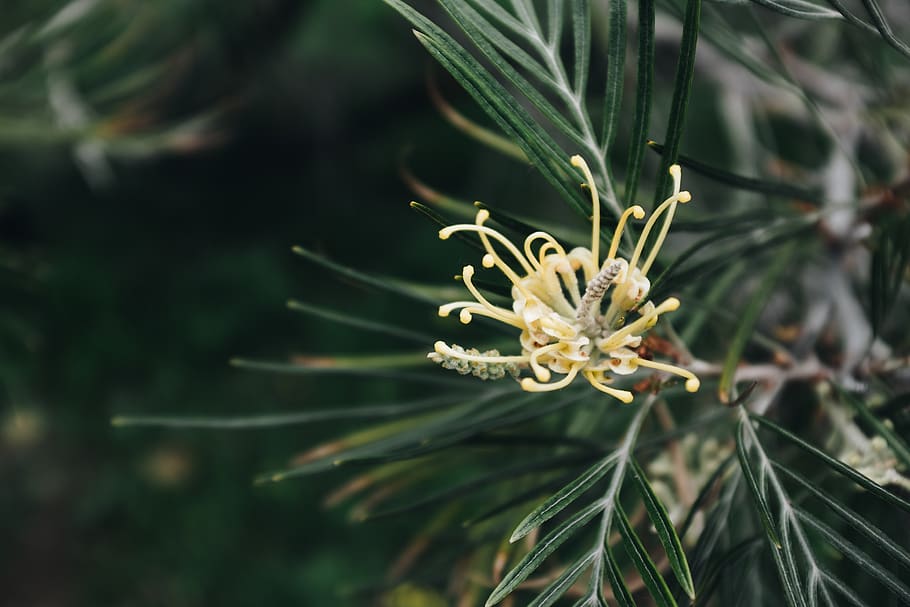 Yellow Petaled Flower in Close-up Photography, color, conifer HD wallpaper