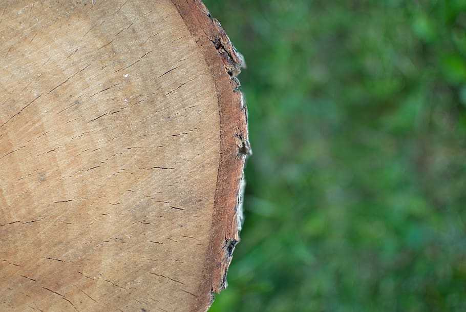 wood, tree, stump, grass, log, green, brown, bark, hard, tree bark, HD wallpaper