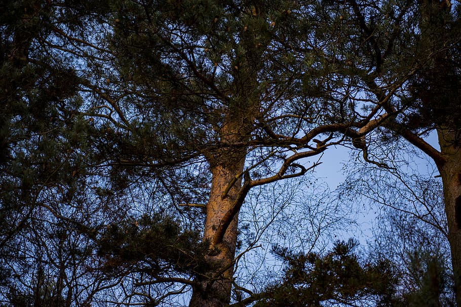 tree, green, explore, nature, forest, plant, low angle view HD wallpaper