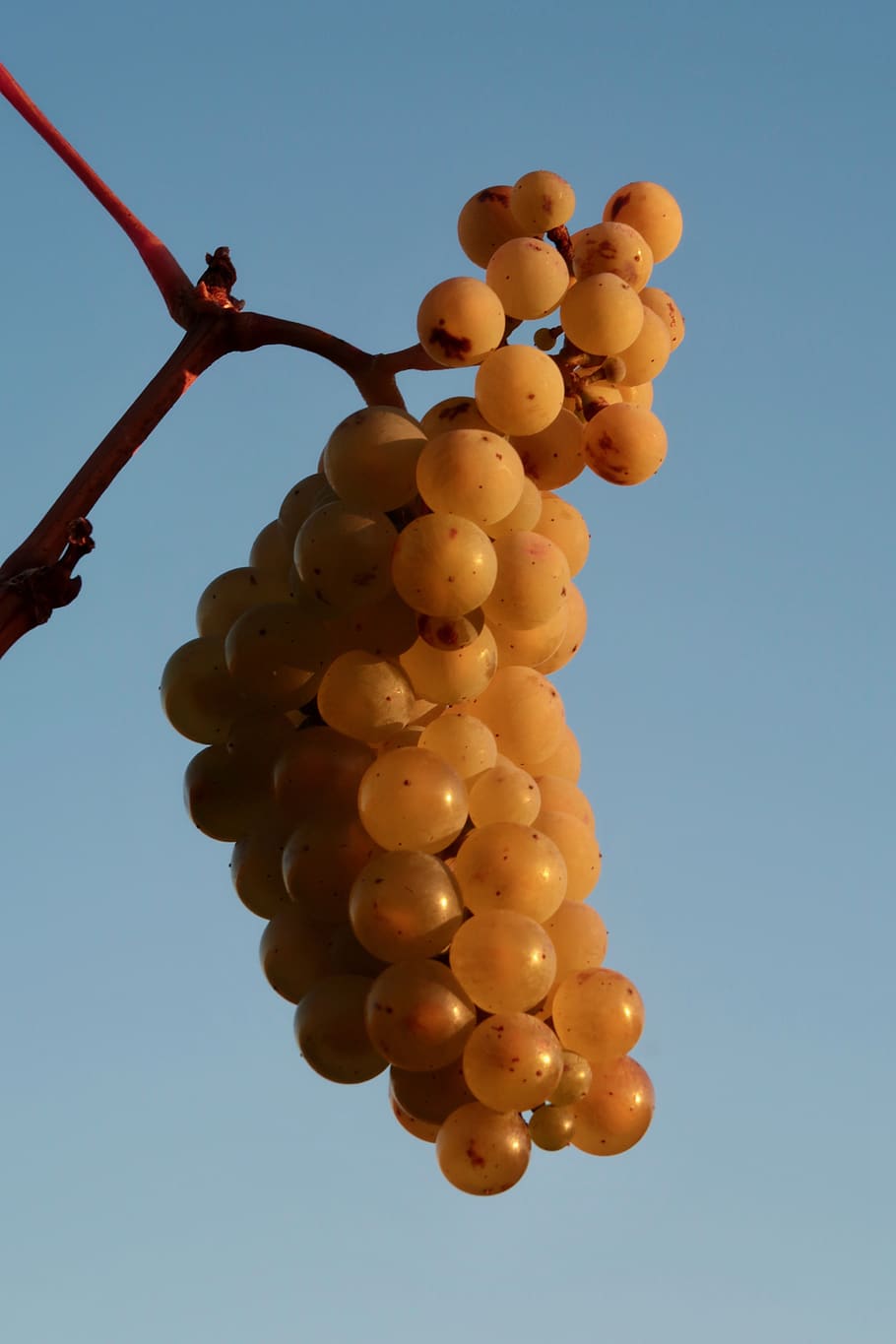 wine, grapes, vine, winegrowing, fruit, grapevine, rebstock HD wallpaper