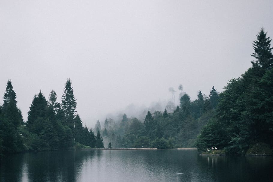 turkey, forest, lake, pond, fog, green, trees, nature, leaves HD wallpaper
