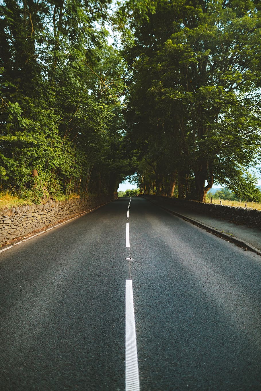 Empty Road Between Trees, asphalt, beautiful, daylight, daytime HD wallpaper