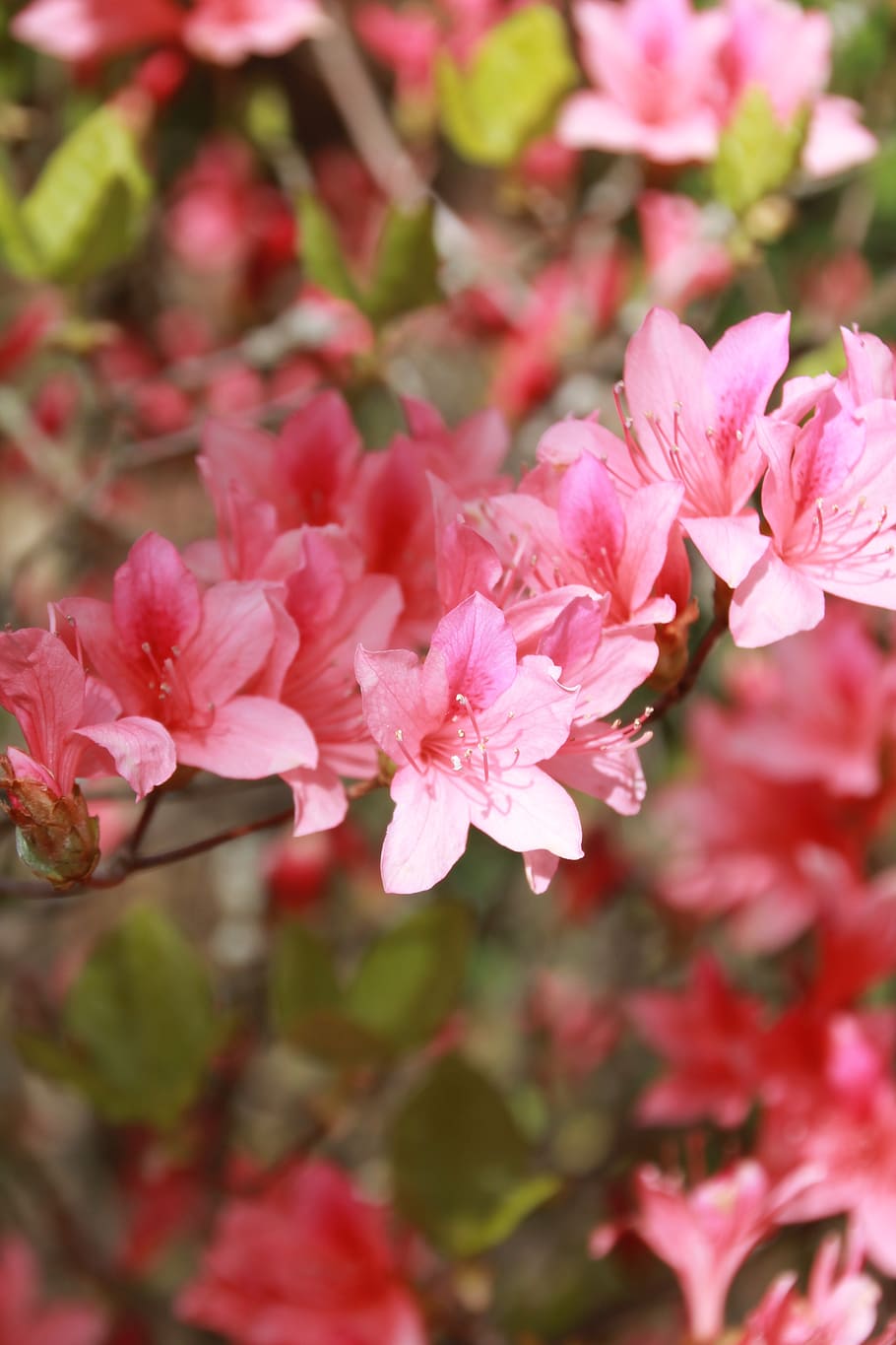flowers, pink, spring, romantic, tender, nature, flowering plant HD wallpaper