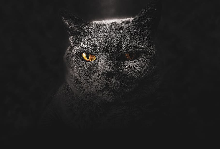 wallpaper, backdrop, background, cat, animal, art, black, design HD wallpaper