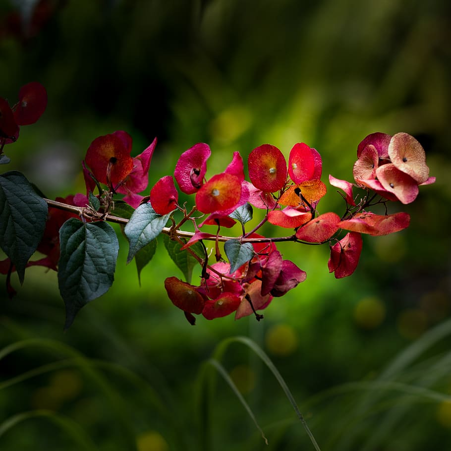 plant, flower, leaf, blossom, bush, tropical, human, person HD wallpaper