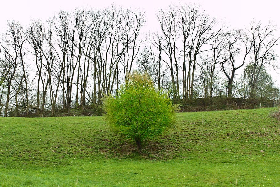 plant, grass, tree, lawn, outdoors, nature, park, land, abies HD wallpaper