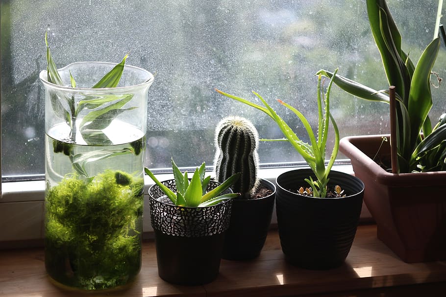 window sill, cactus, houseplants, pot, succulent, aloe, moss HD wallpaper