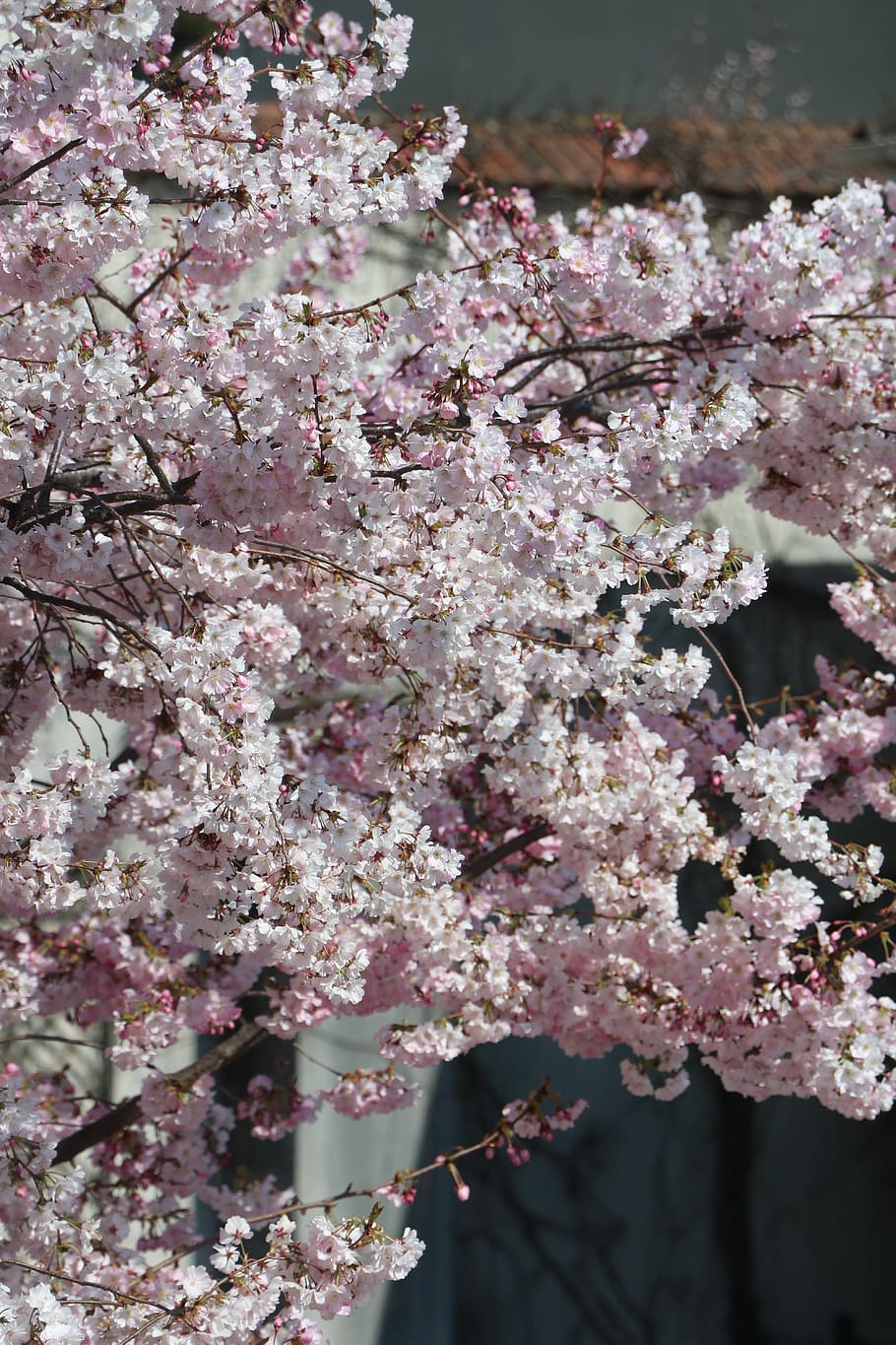 pink, flower, tree, spring, nature, garden, petals, zen, floral HD wallpaper