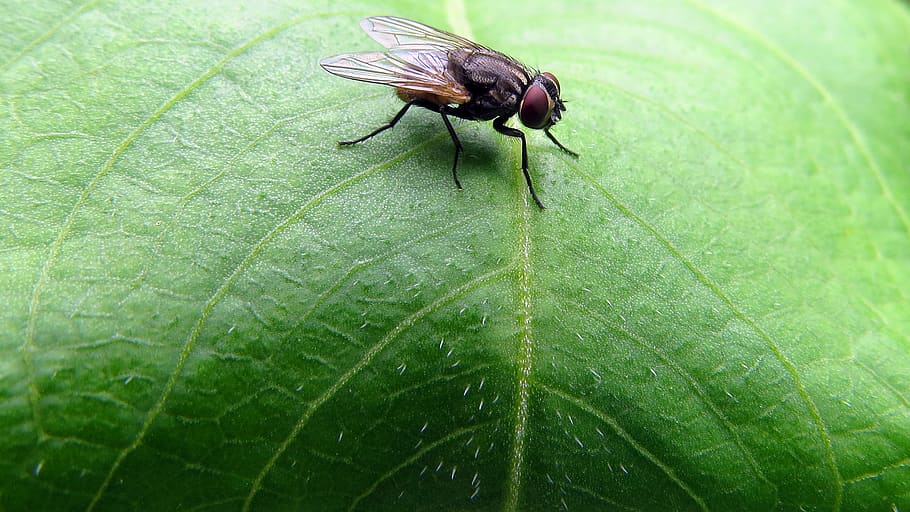 nepal, kathmandu, leaf, green color, invertebrate, plant part HD wallpaper
