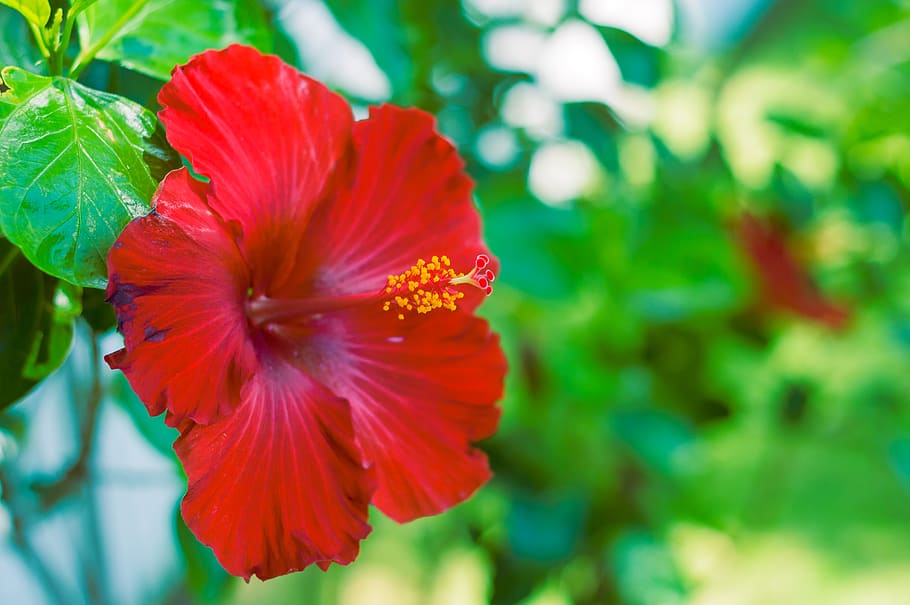 flower, flowering plant, freshness, fragility, vulnerability HD wallpaper