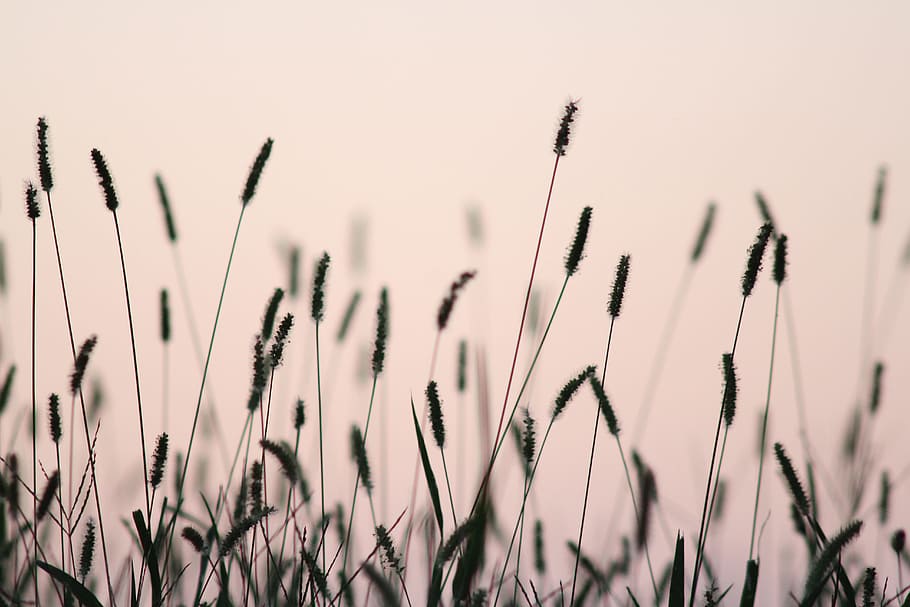 green grass, weed, reed, stem, silhouette, nature, depth of field HD wallpaper