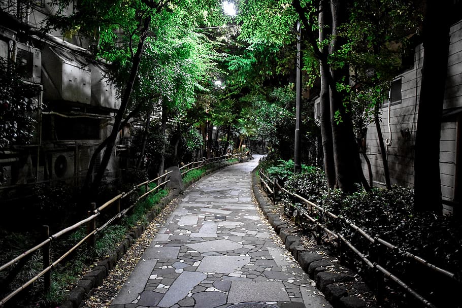 driveway, tokyo, tree, plant, direction, the way forward, architecture HD wallpaper