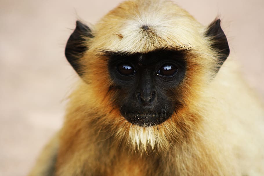 india, monkey, eyes, nature, animal, wild, one animal, primate HD wallpaper
