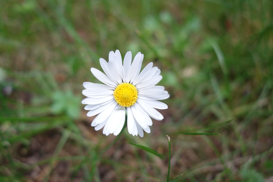 flower, daisies, spring, blossomed, petal, smile, happiness HD wallpaper
