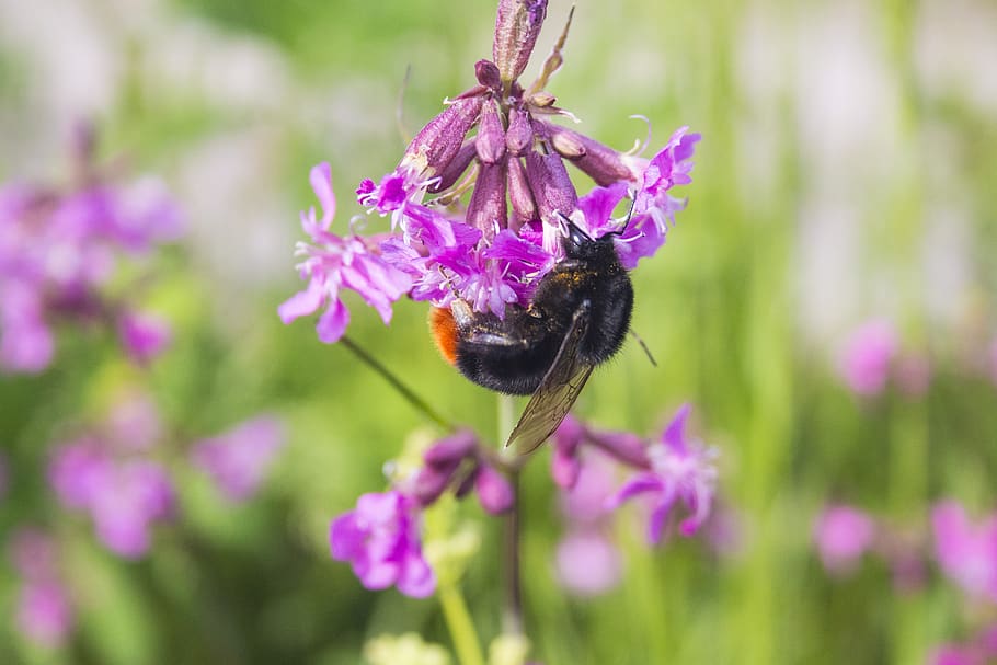close up, summer, pollination, insect, flowers, garden, flowering plant HD wallpaper