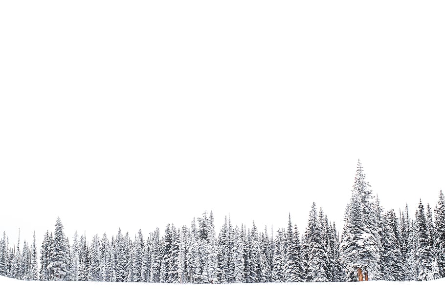 nature, tree, forest, woods, winter, snow, cold temperature HD wallpaper