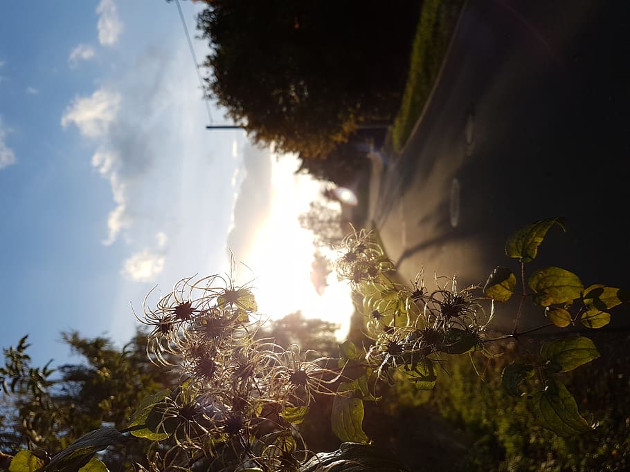 deutschland, heukewalde, plants, flowers, street, blur, sky HD wallpaper