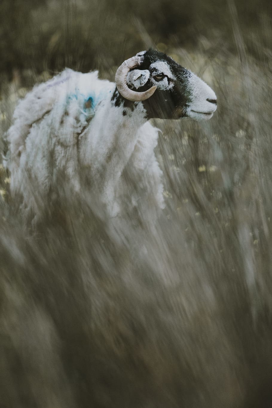 white and black goat eating grasses, sheep, horn, head, wool HD wallpaper