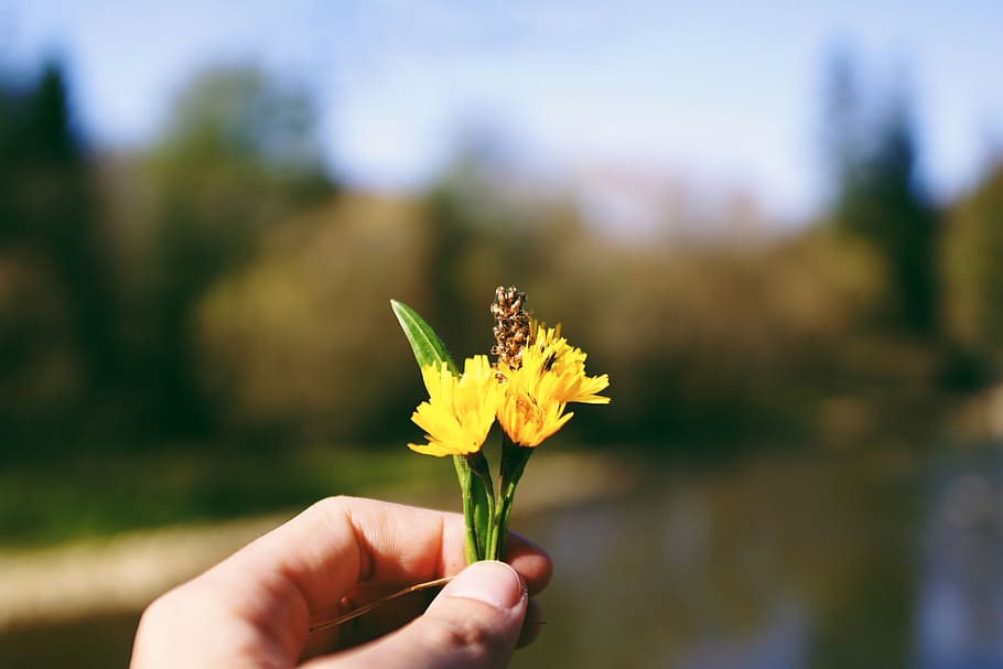 gift, hand, man, flower, yellow, bokeh, nature, flowering plant HD wallpaper