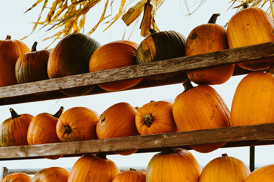 pumpkins on tray, food and drink, healthy eating, freshness, vegetable HD wallpaper