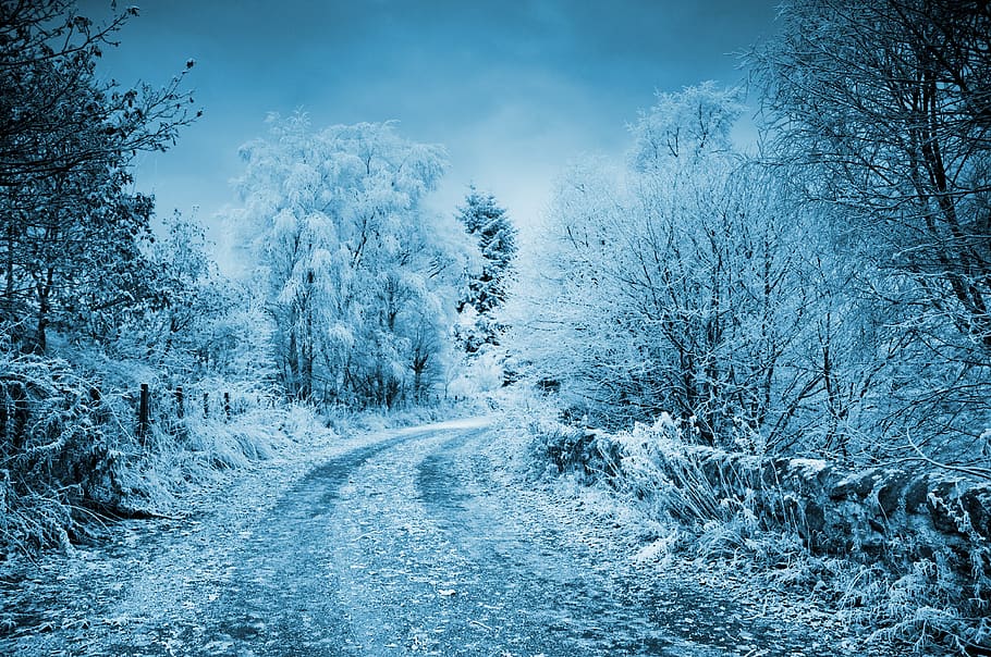 winter, frost, snow, cold, frozen, background, road, trees, HD wallpaper
