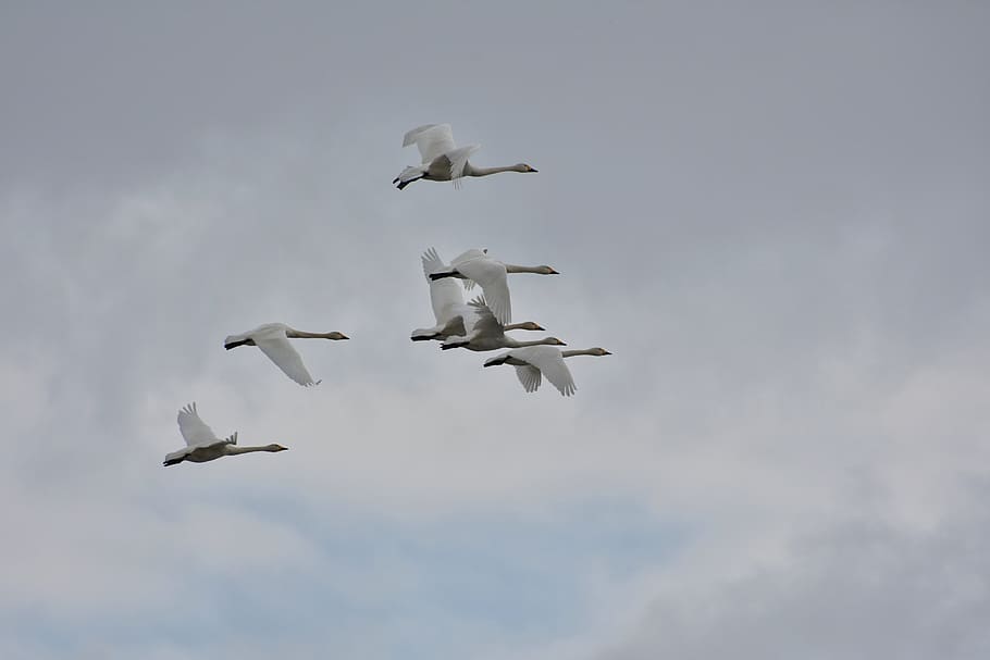 animal, sky, cloud, bird, wild birds, waterfowl, fields, swan HD wallpaper