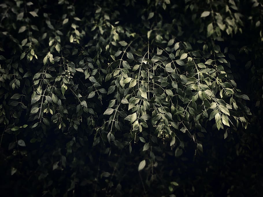 Shallow Focus Photography of Green Leaves during Low Light Photography HD wallpaper