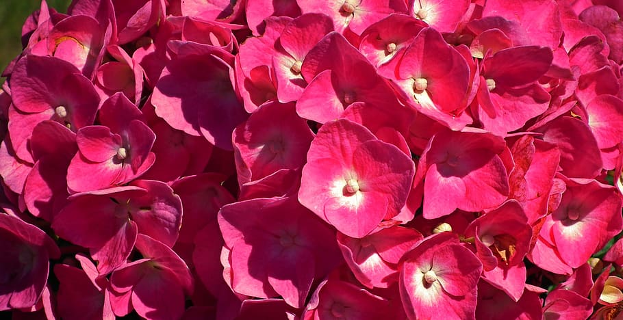 flowers, hydrangea, summer, garden, pink, beautiful, macro HD wallpaper