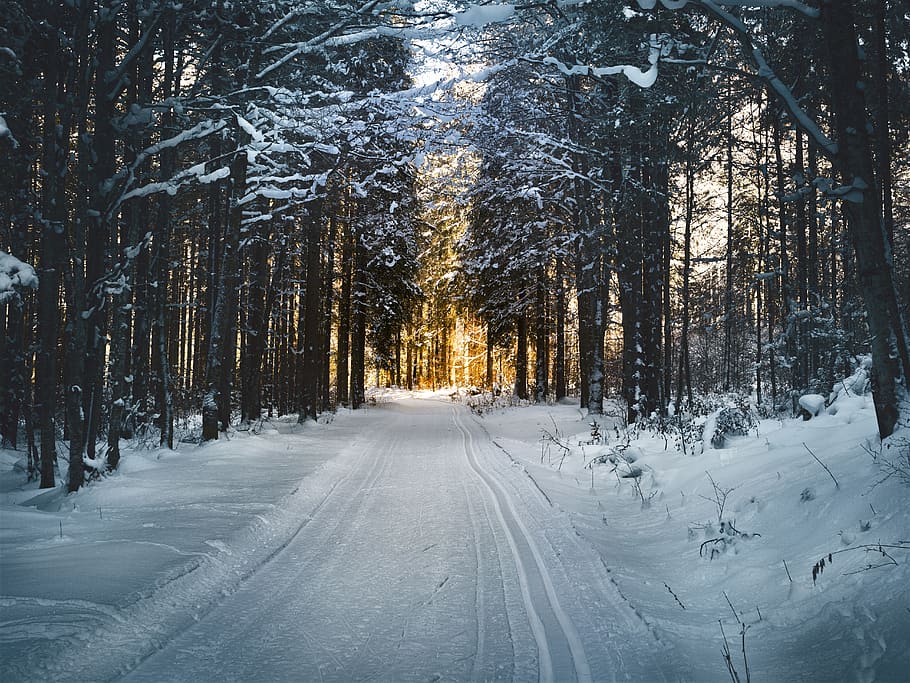Landscape Photography of Snow Pathway Between Trees during Winter HD wallpaper
