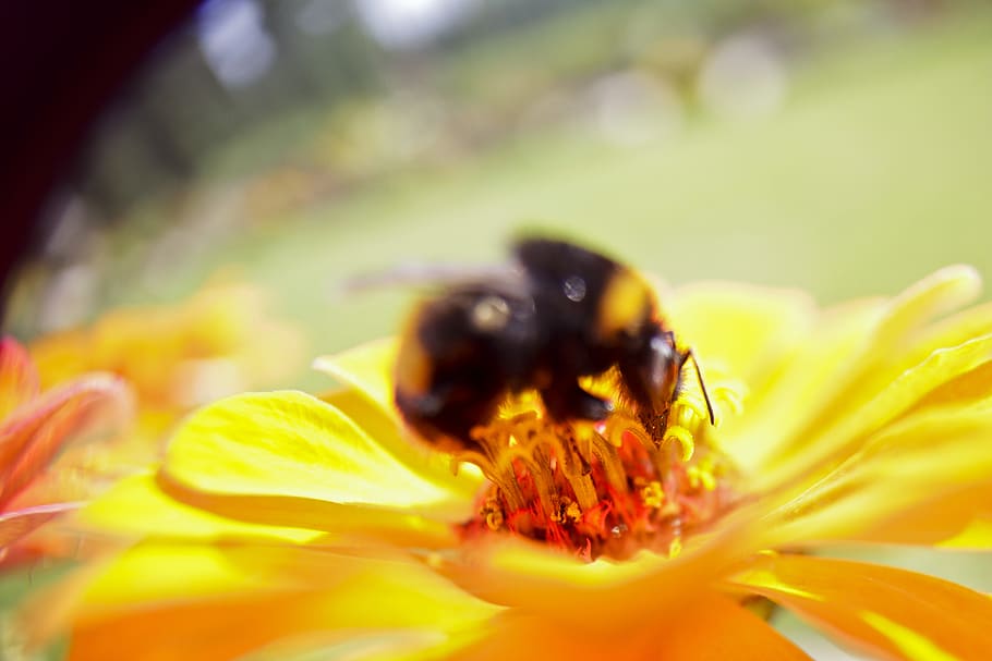 bee, lens whacking, close up, insect, flower, macro, flowering plant HD wallpaper