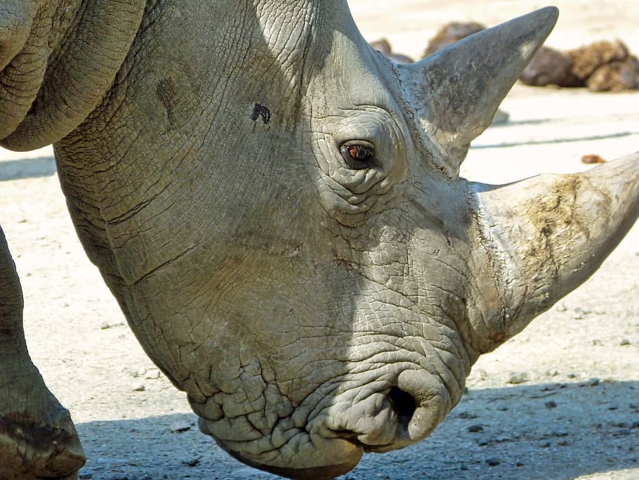 rhino, head, zoo, animal themes, one animal, animals in the wild HD wallpaper