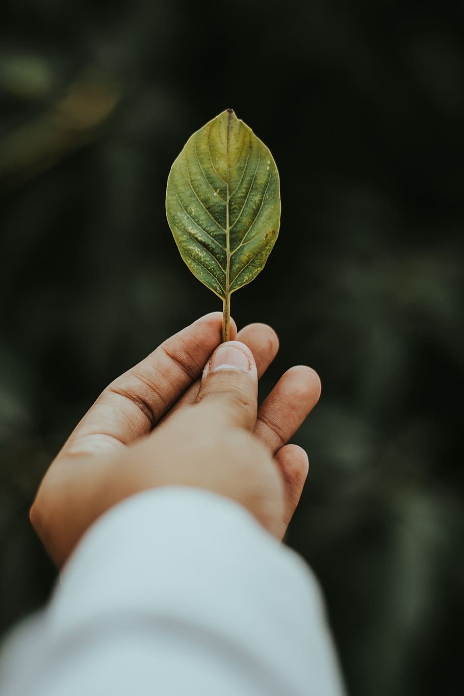 Shallow Focus Photography of Person Holding Green Leaf, close-up HD wallpaper
