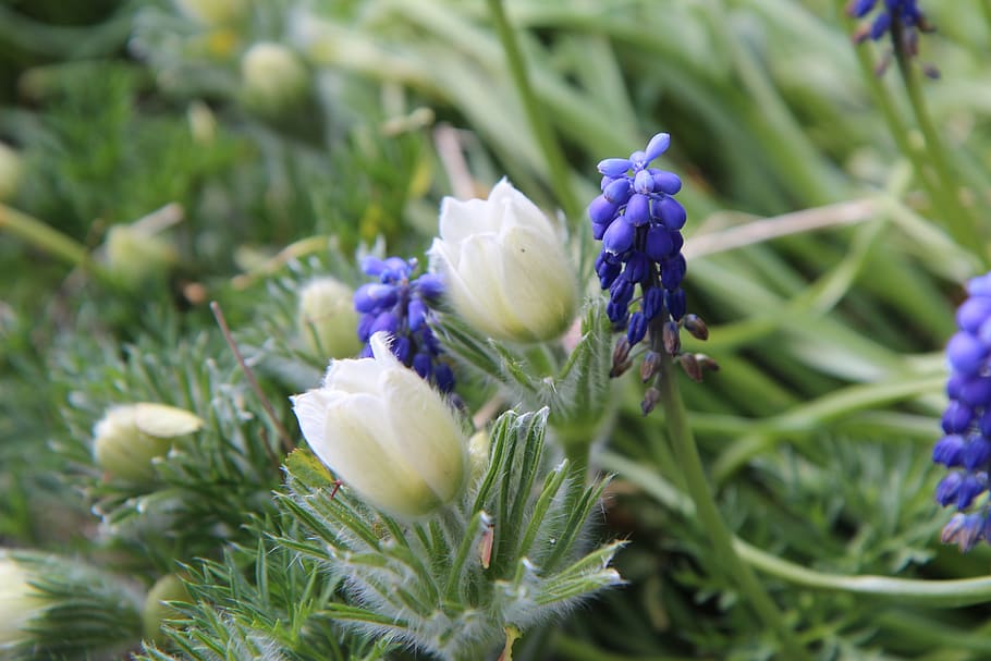 spring, flowering, flowers, nature, garden, sasanki, pulsatille HD wallpaper