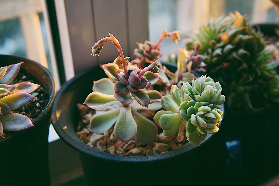 freshness, flower, plant, growth, flowering plant, succulent plant HD wallpaper