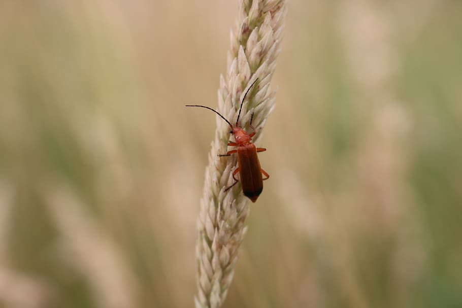 bug, grass, field, focus on foreground, plant, close-up, crop HD wallpaper