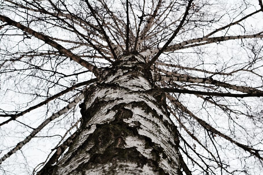 birch, tree, sky, birch tree, branches, low angle view, plant HD wallpaper
