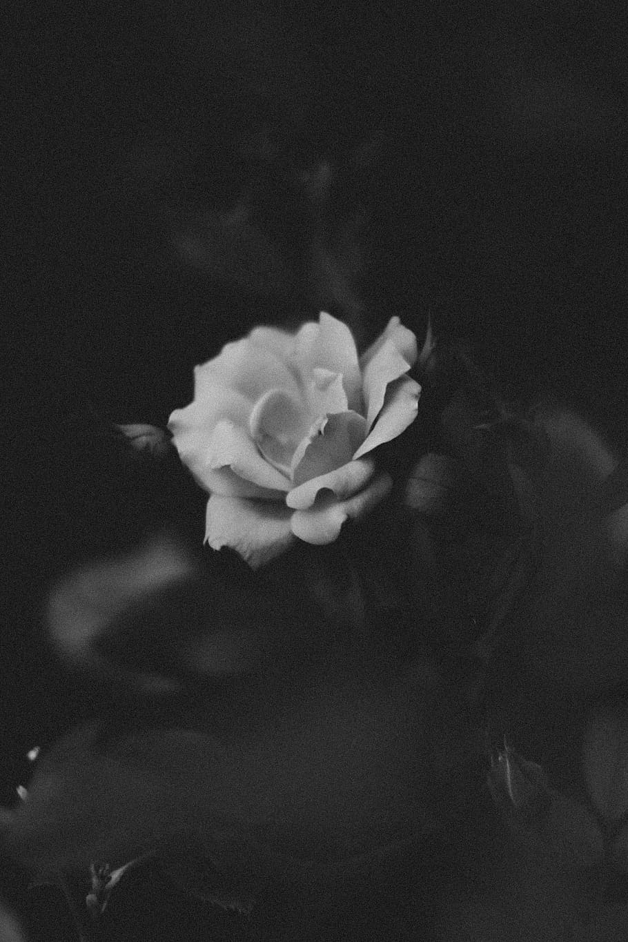 grayscale photography of flower, organic, bloom, dark, white HD wallpaper