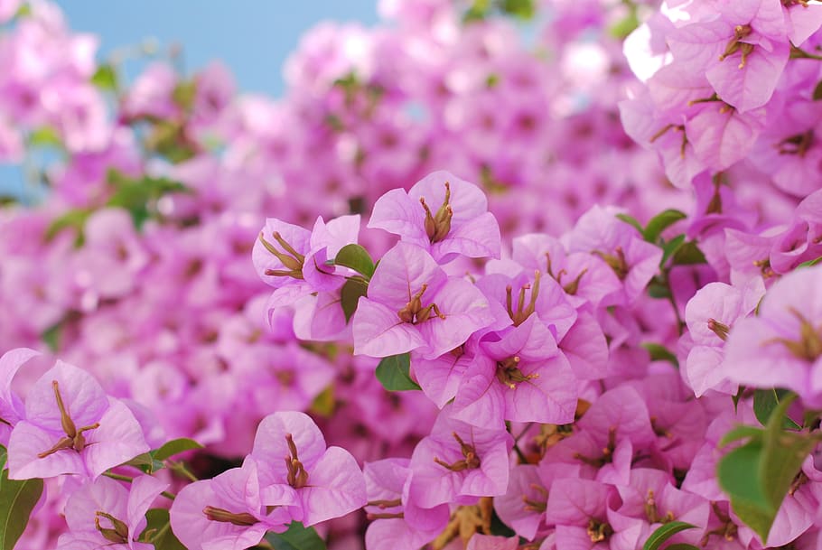 flower, garden, bloom, mallow, nature, flowering plant, beauty in nature HD wallpaper