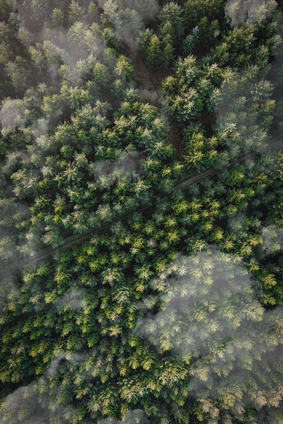 green-leafed trees, plant, growth, no people, day, beauty in nature HD wallpaper