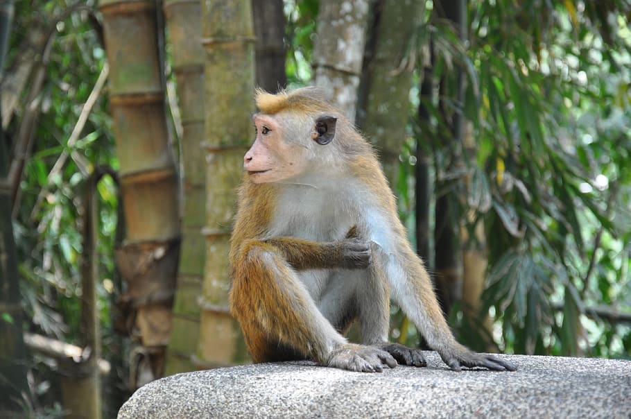monkey, garden, nature, cute, wild, primate, animal themes HD wallpaper