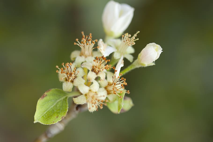 Selective Photography of White Flower, bloom, blooming, blossom HD wallpaper