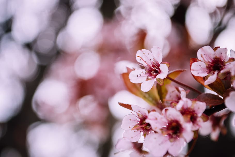 Selective Focus Photography of Cherry Blossom, bloom, blooming HD wallpaper