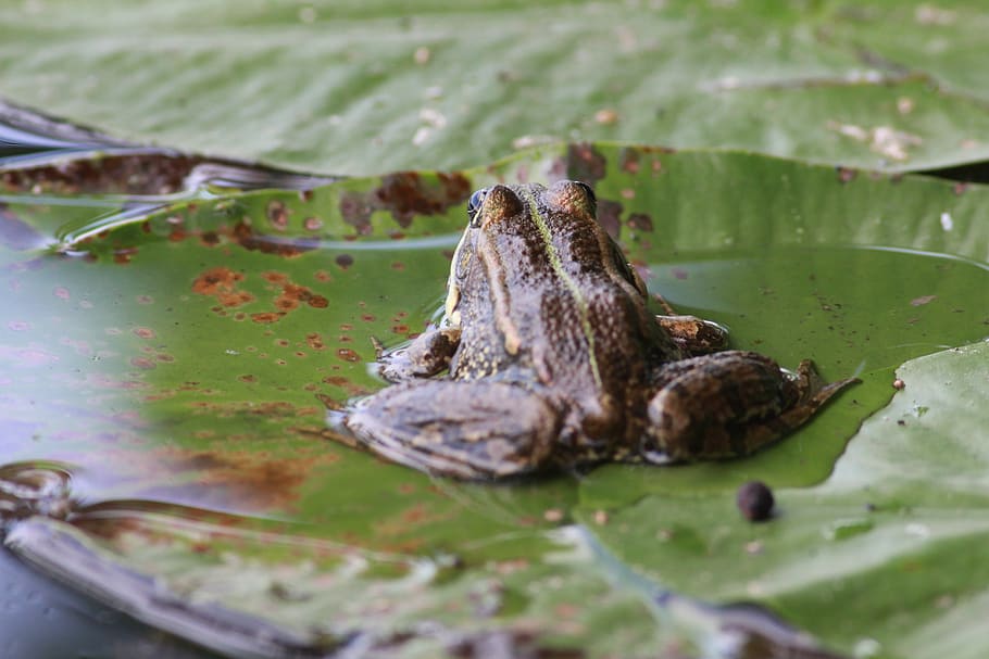frog, water, leaf, plant, lake, amphibian, sit, eyes, animal HD wallpaper