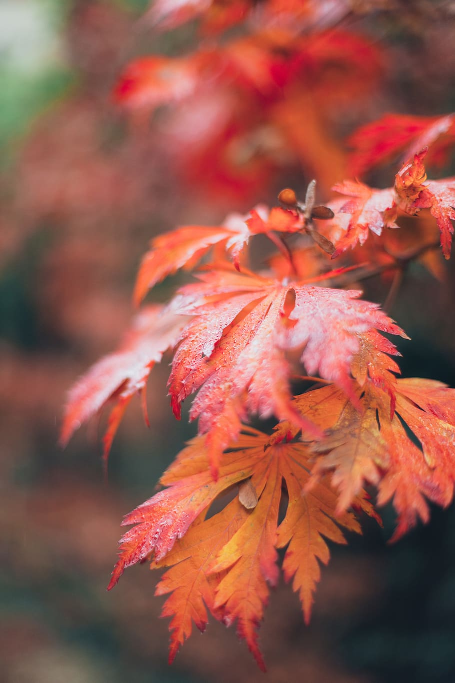 Red Leafed Plant, branch, macro, season, tree, beauty in nature HD wallpaper
