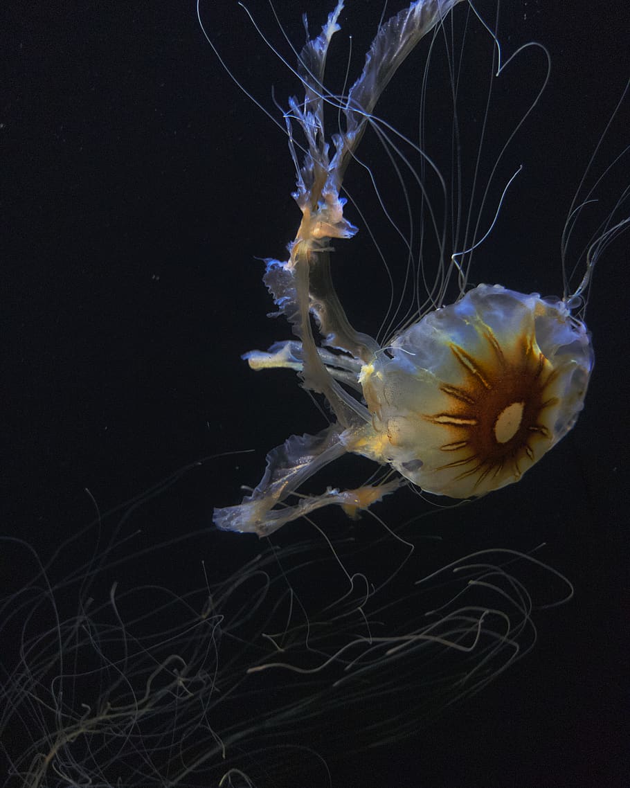 yellow and white jellyfish, animal, sea life, invertebrate, san francisco HD wallpaper